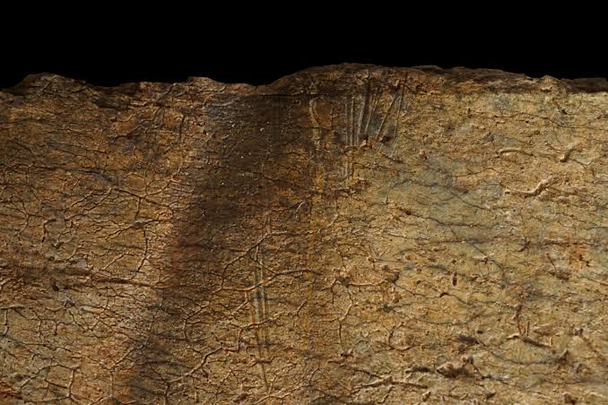 Cut marks on 1.6 million-year-old bones reveal early humans moved prized meat