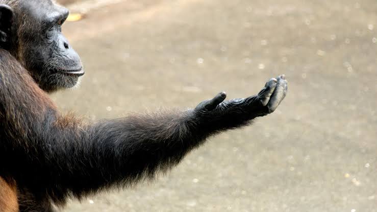 Scientists think they’ve cracked the mystery of human right-handedness