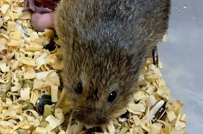 Early parenting shapes the brain and socio-sexual behavior, rodent study shows