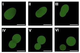World’s first synthetic cell with a complete life cycle could revolutionize biological engineering