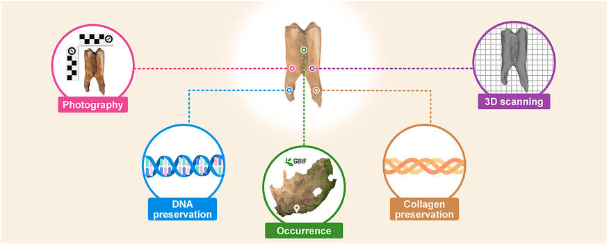Scientists recover sub-Saharan Africa's oldest ancient animal DNA