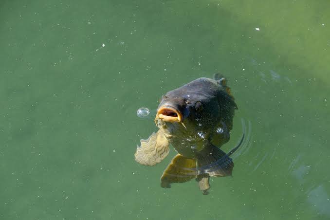 A tongue-eating louse called Cymothoa exigua swims into a fish's gills, latches onto its tongue, drinks the blood until the tongue withers and falls off, and then spends the rest of its life acting as a functional replacement tongue the fish uses normally to eat.
