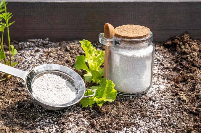 We Asked Pest Experts If Diatomaceous Earth Really Kills Ticks, and They All Said the Same Thing