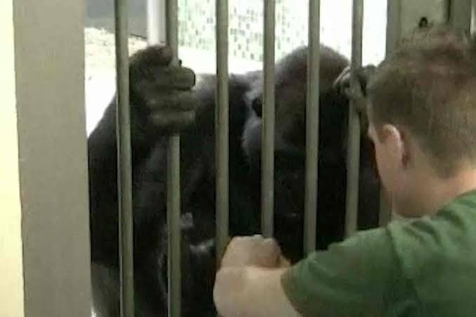 To Reveal the Rhythmic Roots of Laughter, Just Tickle an Ape