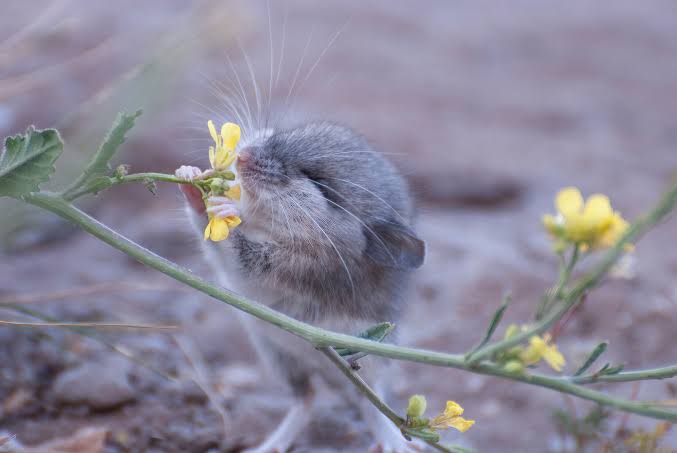Mammals use the same underlying system—preserved through evolution—to process smells