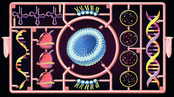 For the First Time, a Cell Built From Scratch Grows and Divides