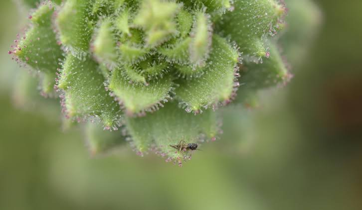 Sticky alpine flower confirms Darwin's 150-year-old carnivorous plant prediction