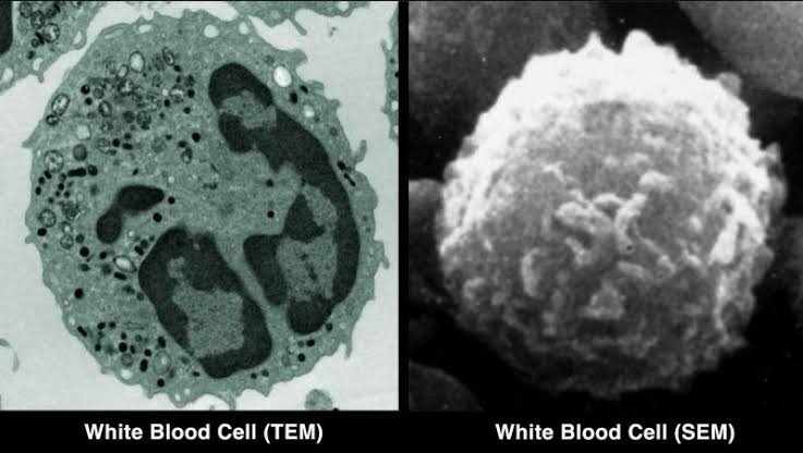 Converting A Scanning Electron Microscope Into A TEM Is Surprisingly Easy