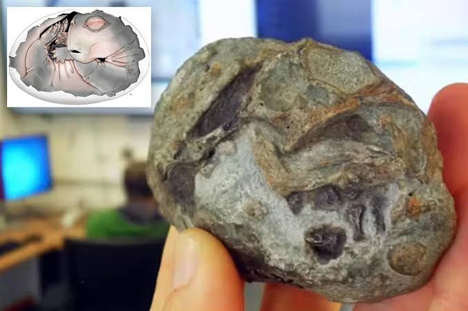 ‘Thrilling’ embryo fossil discovery upends everything we knew about how early mammals gave birth: ‘Breaks entirely new ground’