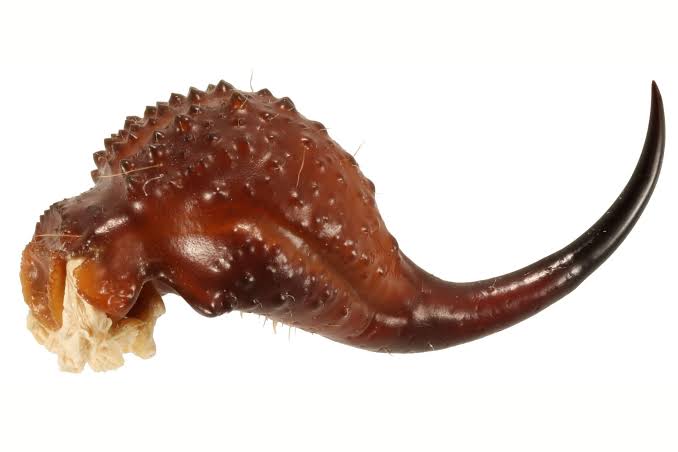 Scorpions Are Literally Metal, Study Reveals