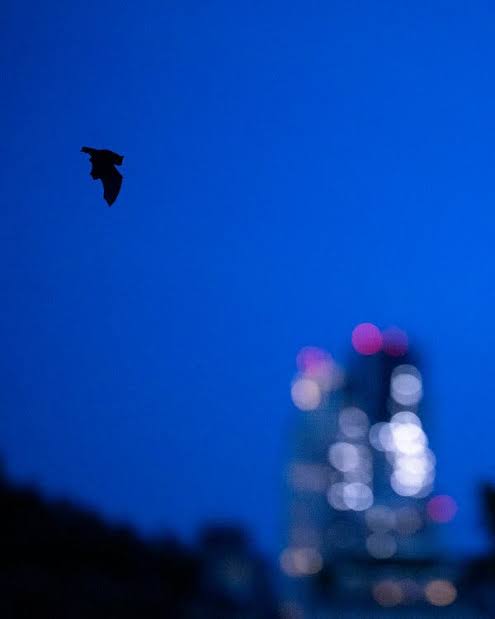 They Don’t Fight Crime, but They Do Eat Bugs: The Bats of N.Y.C.