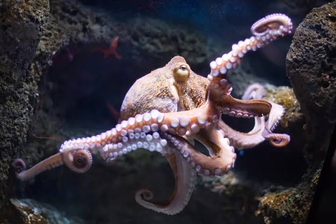 Scientists gave an octopus a mirror. Here’s what happened next