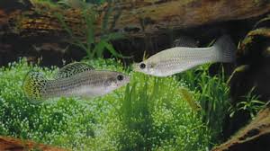 This fish species survived 100,000 years without males. Scientists thought it should be long dead – but it's thriving