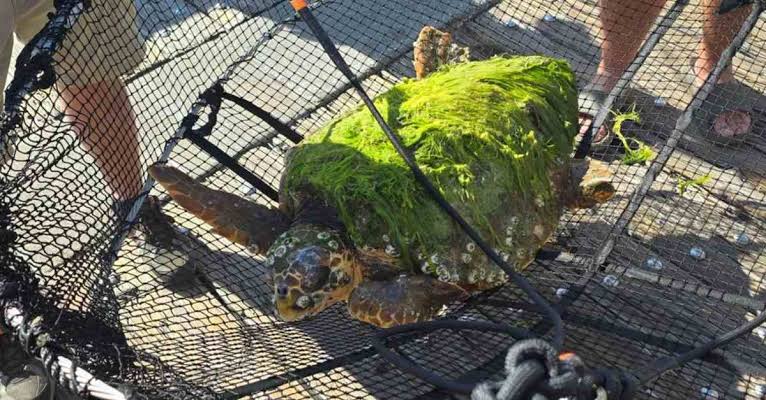 WATCH: Dramatic sea turtle transformation