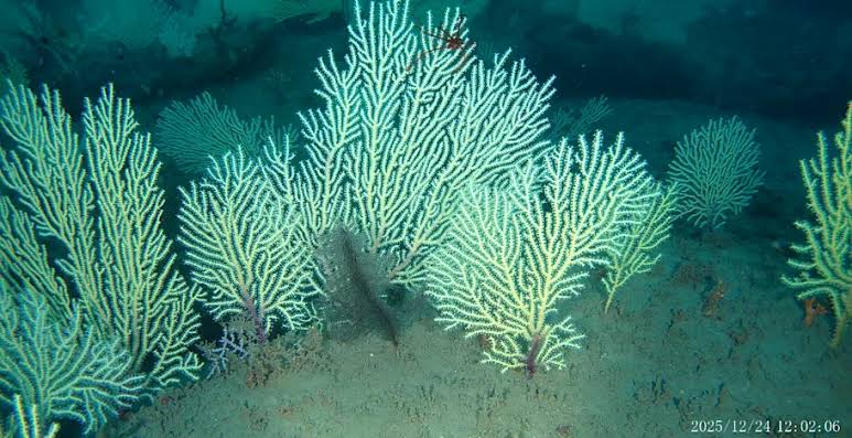 Benin's presumed-dead coral reef rediscovered teeming with life