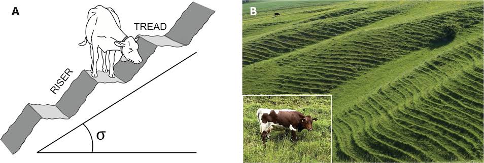 Darwin's 150‑year‑old hillside steps mystery may have a new answer from virtual grazing animals