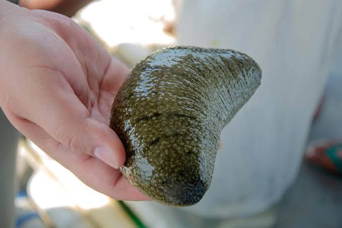 This “Zombie” Sea Creature Keeps Growing After Being Cut Apart
