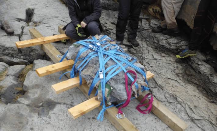 Scientists Discover 166-Million-Year-Old Dog-Sized Dinosaur That Lived Among Prehistoric Giants