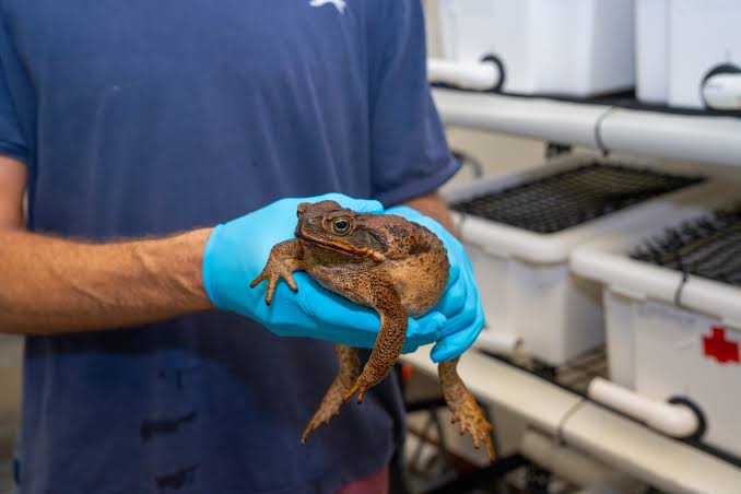 Getting the jump on evolution: Cane toads adapt at speed