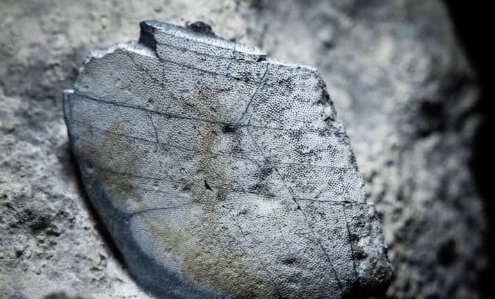 330-Million-Year-Old Shark Remains Unearthed In Ireland Reveal A Lost Prehistoric Ocean