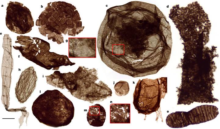 Tiny fossils found in 1.7-billion‑year‑old mud yield clues to the evolution of complex life