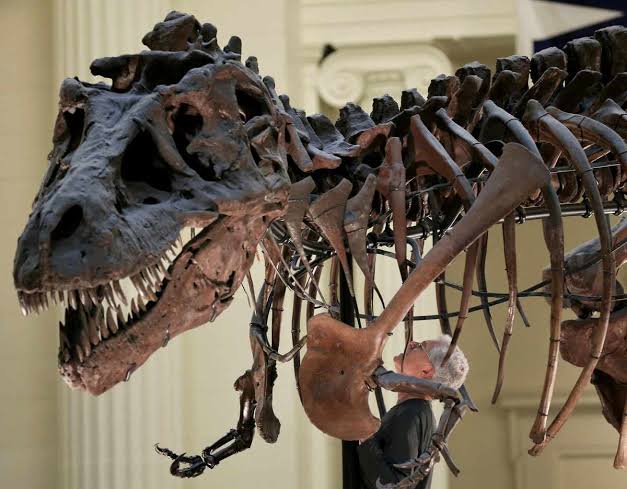 Here’s How Tyrannosaurus Rex Ended up with Big Head, Small Arms