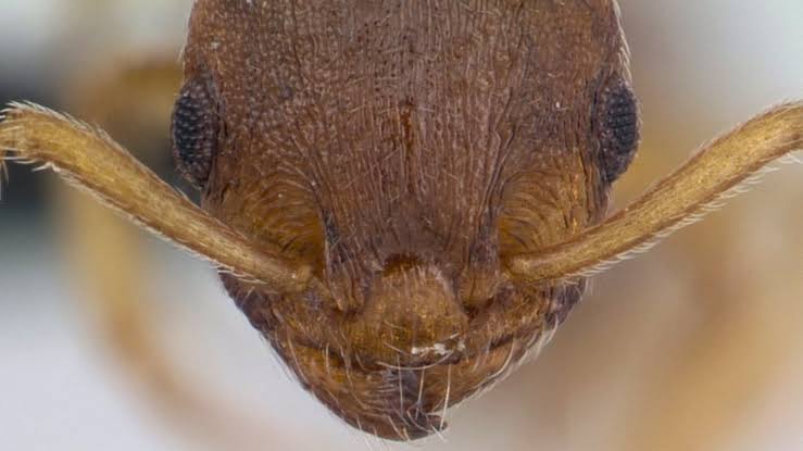 A Wild Parasite Makes Ants Live 10x Longer And Tricks Others Into Worshipping Them