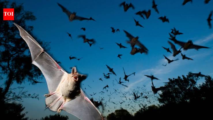 Scientists found that Japanese horseshoe bats living together in crowded colonies solve a noisy sonar pro