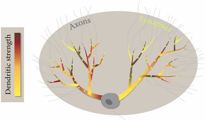 Learning may rely on stronger neural connections, not expanding networks