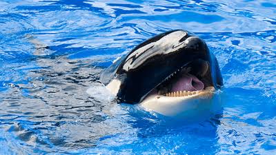 In 2018, Scientists Recorded Orcas Mimicking Human Language For The First Time In History