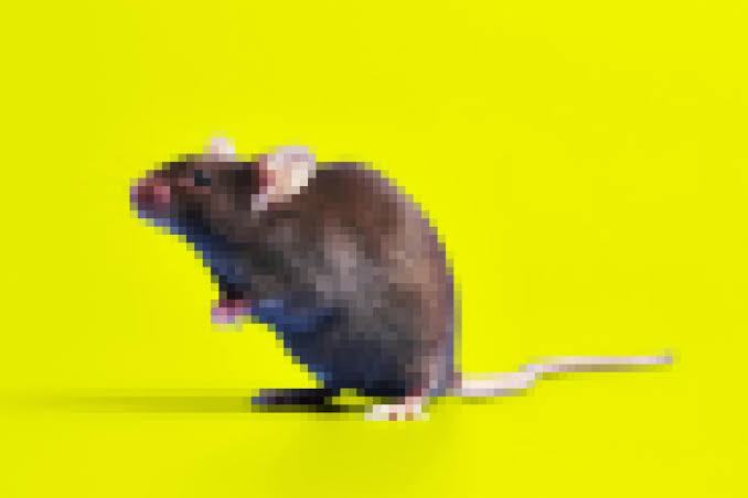 Scientists Cloned a Mouse, Then Cloned the Clone, Et Cetera. The Results Were Horrific
