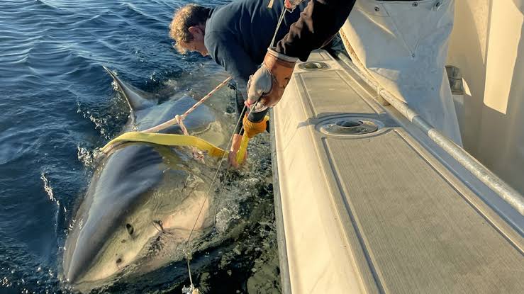 Largest male great white shark ever detected on Atlantic coast emerges near top vacation spot