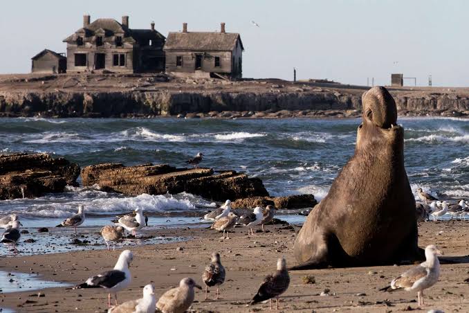 Unusual purple seal shows up at Bay Area beach