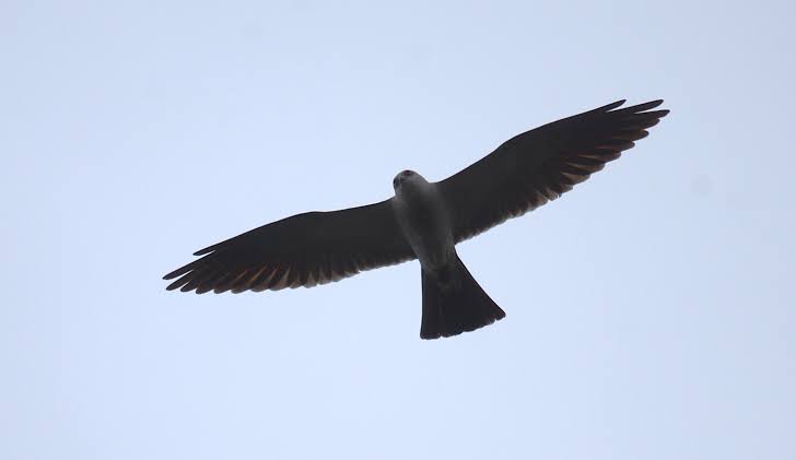 A teen spotted a rare pair of birds in D.C. Then came another surprise.