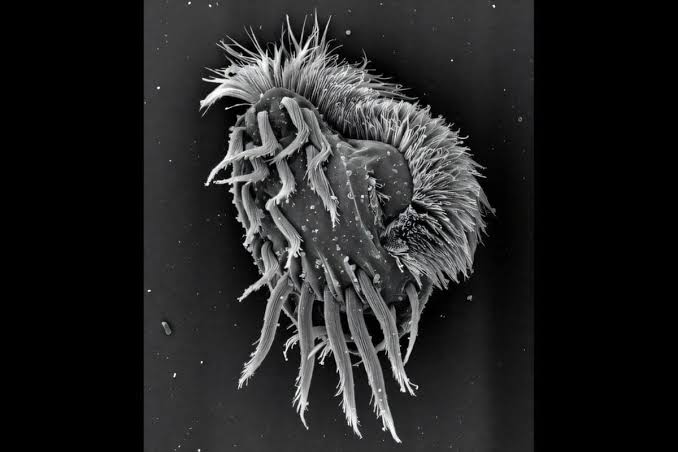 Cannibal ‘supergiant’ microbe found hunting and devouring members of own species