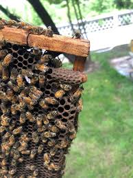 Worker bees build a 'royal palace' for the honeybee queen