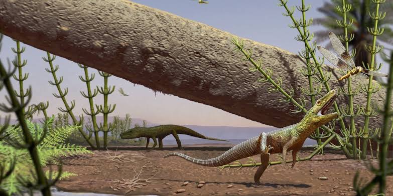 Reptile fossil found in Brazil helps shed light on the common origins of dinosaurs and crocodiles