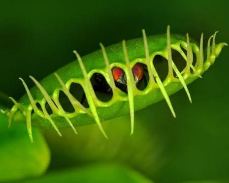Scientists reveal surprising mechanism behind Venus flytrap’s rapid snap