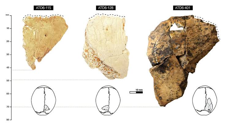 Homo antecessor skull layers resemble modern humans and Neanderthals, fragments suggest