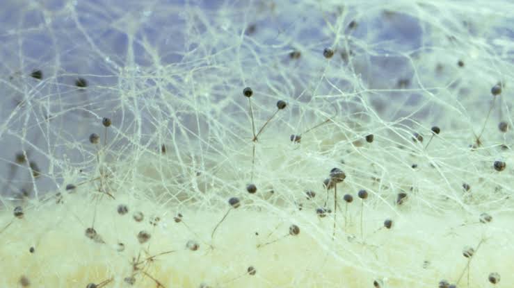 There’s an Unfathomably Huge Network of Fungi Lurking Beneath the Earth
