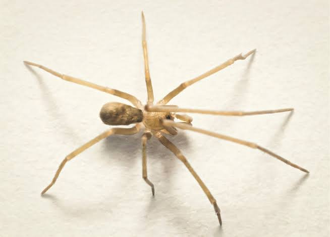 A tiny wall spider named for Pink Floyd is hunting urban pests up to six times its size