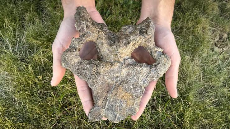 Stunning 150-million-year-old stegosaur skull rewrites dinosaur evolution