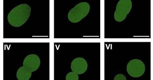 University of Minnesota scientists create first synthetic cell that can complete a life cycle