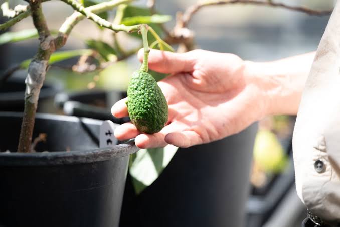 Breakthrough on How Avocado Trees Change Sexes Could Cut Years From Breeding Cycle