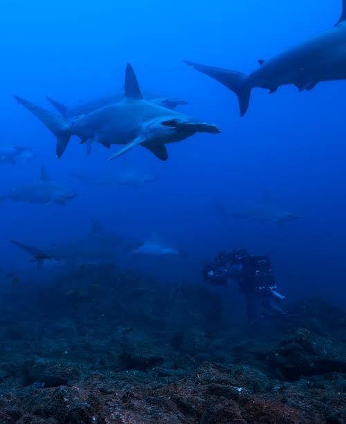 Diving into the World of Sharks with National Geographic and Scholastic’s Discovery Fair