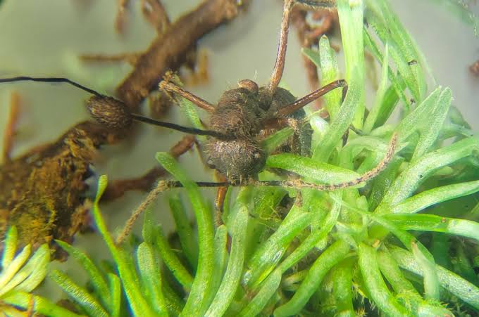 Parasitic zombie-ant fungus thrives in mosses, too