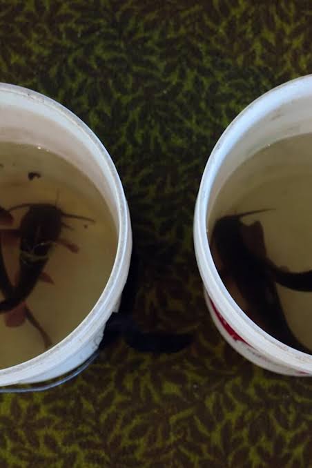 Deep in This Lake, a Contagious Cancer Is Spreading