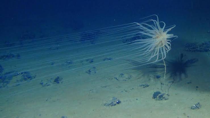 Marine Biologists Solve Mystery of Deep-Sea ‘Golden Orb’