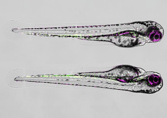 Maestros of healing: How 'good' immune cells help regenerate spinal cord injuries