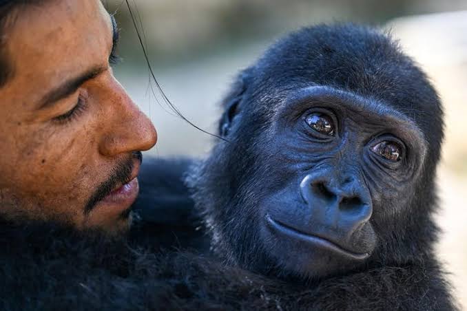 Scientists Tickled Gorillas And Found A 15-Million-Year-Old Clue To How Humans Learned Speech